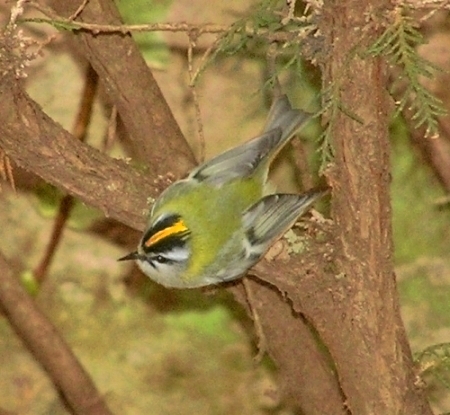 Fiorrancino